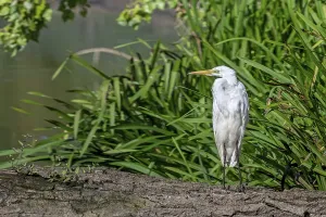 Category Wildlife DE Prints: Great white egret