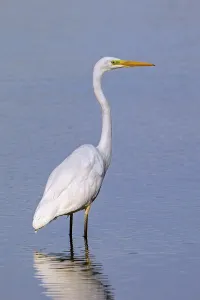 Category Wildlife DE Prints: Great white egret