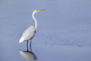 Category Wildlife DE Prints: Great white egret