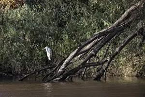 Great White Egret (Ardea alba)