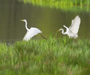 Great White Egret (Ardea alba)