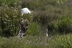 Great white egret (Ardea alba)