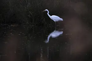 Great White Egret (Ardea alba)