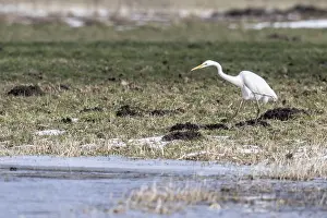 Great White Egret (Ardea alba)