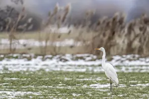 Framed Print : Great White Egret (Ardea alba)