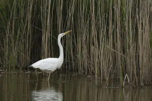 Great white egret (Ardea alba) adult bird in water on the edge of a reedbed