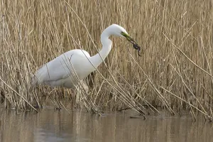 Great white egret (Ardea alba) adult bird in water on the edge of a reedbed with a frog for food in its beak in spring