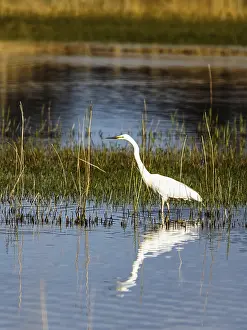 Framed Print : Great White Egret, Ardea alba, bird in hunting on marshes Framed Print : Great White Egret, Ardea alba, bird in hunting on marshes
