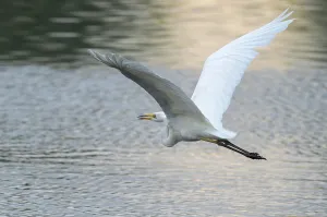 Great White Egret (Ardea alba) flying over a water surface