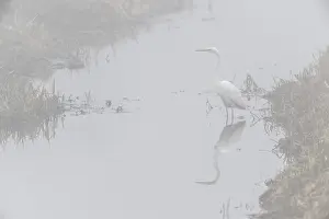 Great White Egret (Ardea alba) in the fog