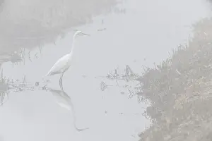 Great White Egret (Ardea alba) in the fog