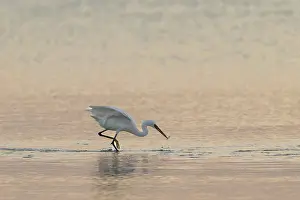 Great White Egret (Ardea alba) foraging in the water