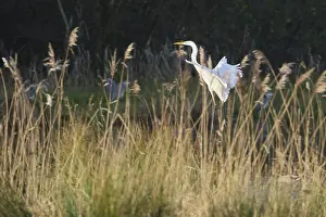 Great White Egret (Ardea alba) landing in reeds (Phragmites australis)