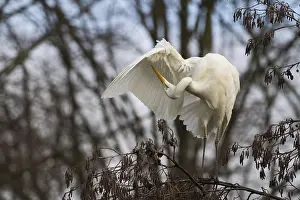 Great White Egret (Ardea alba) sitting in a tree and grooming its feathers in a quiet environment