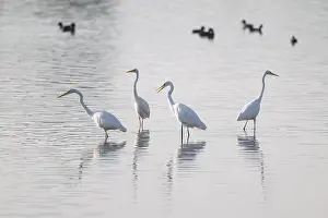 Great White Egret (Ardea alba) standing in the shallow water zone of a pond