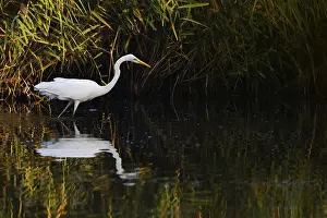 Great White Egret (Ardea alba) standing in the water