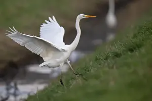 Great White Egret (Ardea alba, syn)