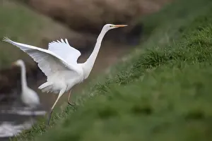 Great White Egret (Ardea alba, syn)