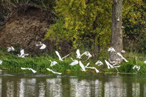 Great White Egret in the Bislicher Insel Nature Reserve