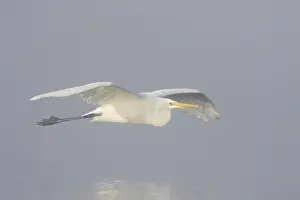 Great white egret (Egretta alba)
