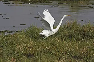 Great White Egret (egretta alba)