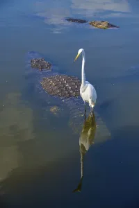 Great White Egret (Egretta alba)