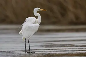 Great White Egret (Egretta alba) Germany