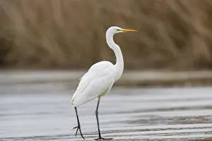 Great White Egret (Egretta alba) Germany