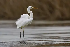 Great White Egret (Egretta alba) Germany