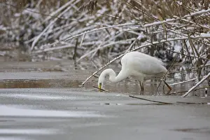 Great White Egret (Egretta alba) Germany
