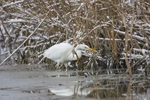 Great White Egret (Egretta alba) Germany
