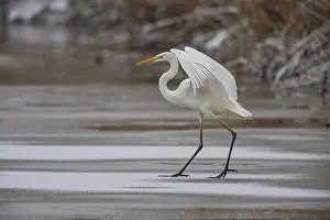 Great White Egret (Egretta alba) Germany