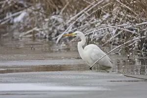 Great White Egret (Egretta alba) Germany