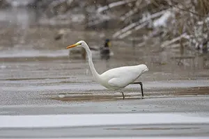 Great White Egret (Egretta alba) Germany