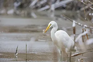 Great White Egret (Egretta alba) Germany