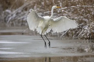 Great White Egret (Egretta alba) Germany