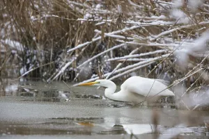 Great White Egret (Egretta alba) Germany