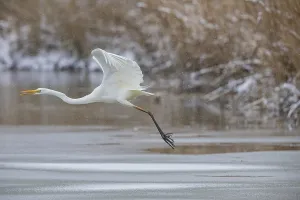 Great White Egret (Egretta alba) Germany