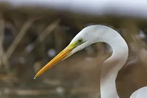 Great White Egret (Egretta alba) Germany