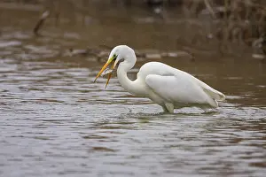 Great White Egret (Egretta alba) Germany