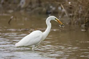 Great White Egret (Egretta alba) Germany