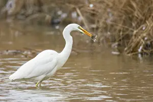 Great White Egret (Egretta alba) Germany
