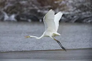 Category Wildlife DE Prints: Great White Egret (Egretta alba) Germany