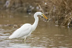 Category Wildlife DE Prints: Great White Egret (Egretta alba) Germany
