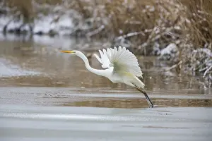 Great White Egret (Egretta alba) Germany