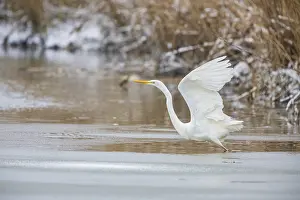 Category Wildlife DE Prints: Great White Egret (Egretta alba) Germany