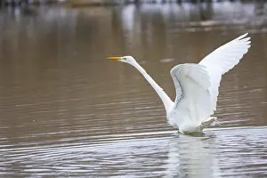 Category Wildlife DE Prints: Great White Egret (Egretta alba) Germany