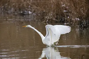 Category Wildlife DE Prints: Great White Egret (Egretta alba) Germany