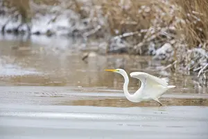 Category Wildlife DE Prints: Great White Egret (Egretta alba) Germany