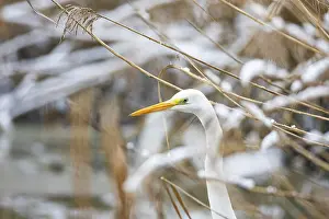 Category Wildlife DE Prints: Great White Egret (Egretta alba) Germany